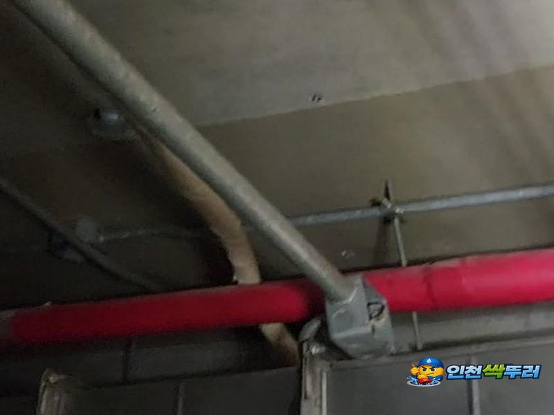 부개동 누수탐지수리 실제 작업 사진 1 | 인천싹뚜러